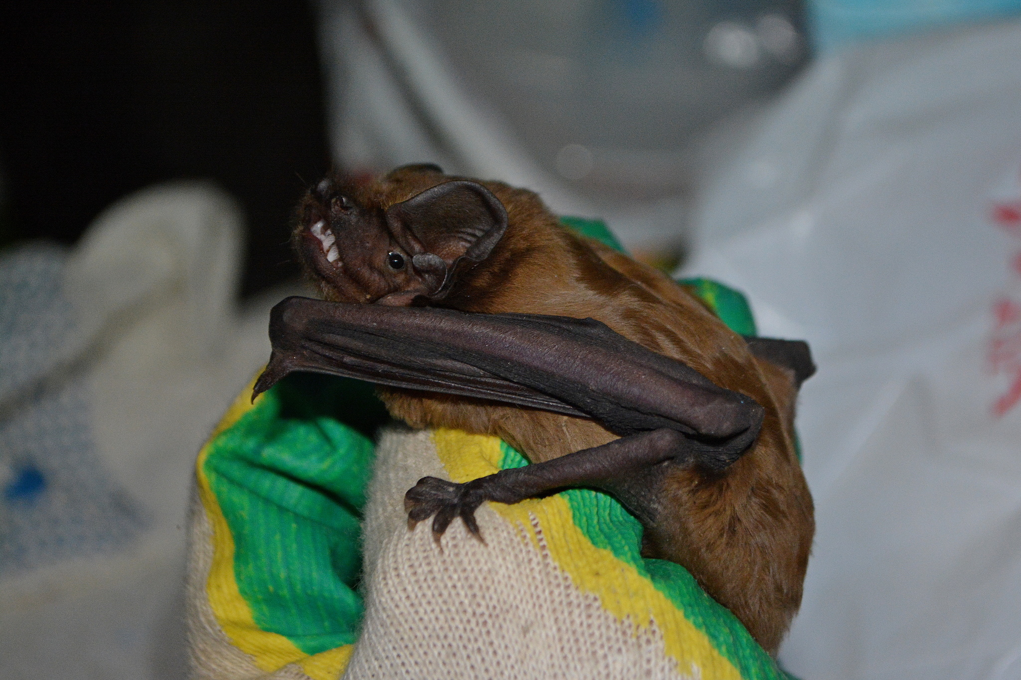 Nyctalus lasiopterus (Schreber, 1780)