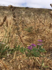 Lupinus microcarpus microcarpus