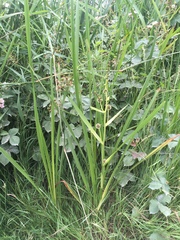 Sparganium eurycarpum