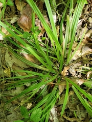 Carex abscondita