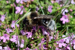 Bombus campestris