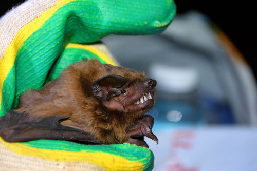 Giant Noctule