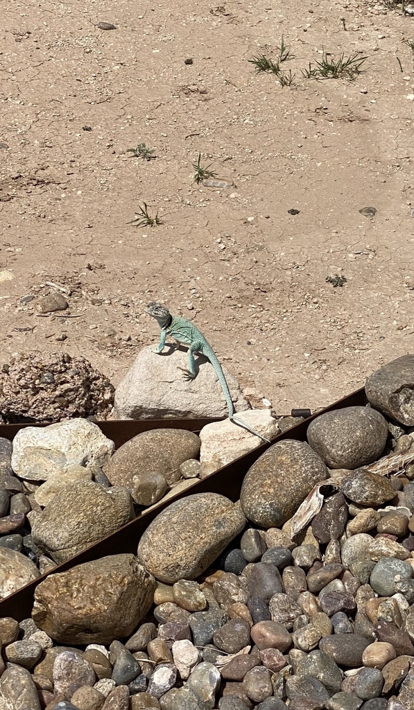 Eastern Collared Lizard from Canyon, TX, US on June 07, 2022 at 03:33 ...