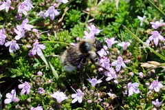 Bombus campestris
