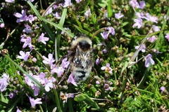 Bombus campestris