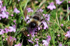 Bombus campestris
