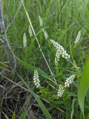 Polygala senega