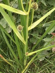 Sparganium eurycarpum