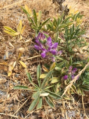 Lupinus microcarpus microcarpus