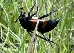 Nicrophorus investigator