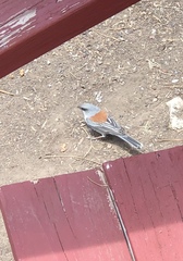 Junco hyemalis dorsalis
