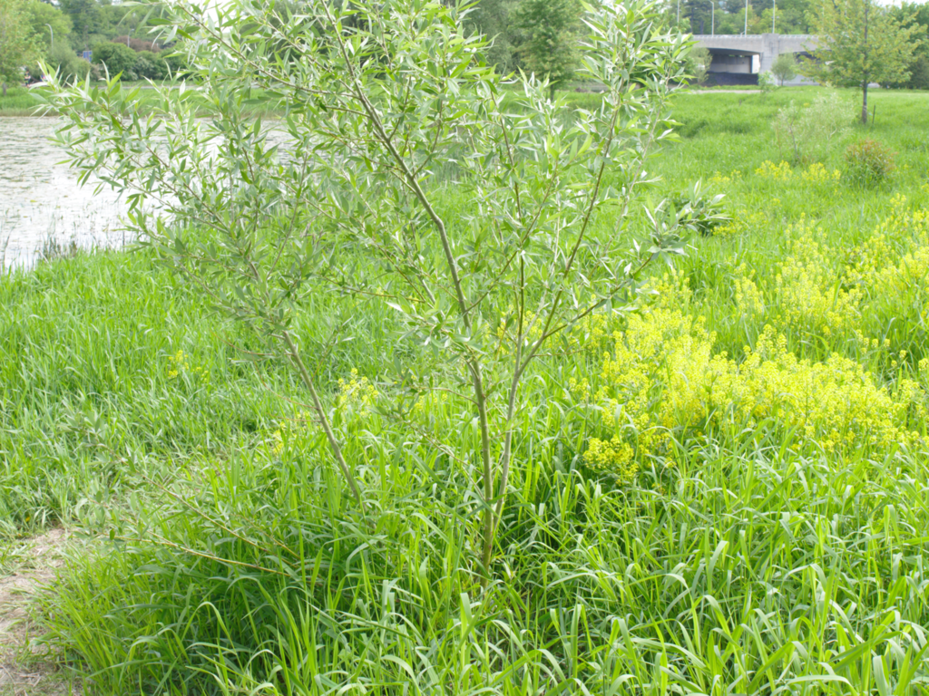 willows-from-old-ottawa-south-ottawa-on-k1s-canada-on-may-24-2022