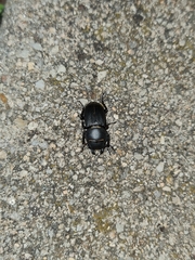 Dorcus parallelipipedus
