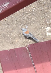 Junco hyemalis dorsalis