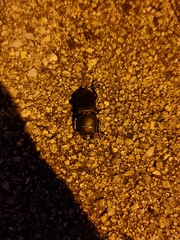 Dorcus parallelipipedus