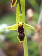 Ophrys insectifera subinsectifera