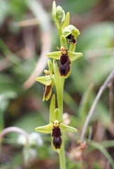 Ophrys insectifera subinsectifera