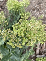 Lepidium chalepense