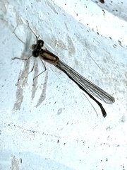Enallagma vesperum