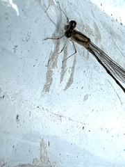 Enallagma vesperum