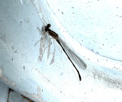 Enallagma vesperum