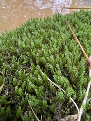 Hygrohypnum luridum