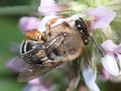 Eucera gracilipes