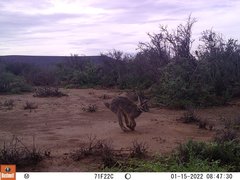 Bunolagus monticularis