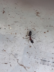 Camponotus ligniperda