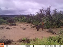 Bunolagus monticularis