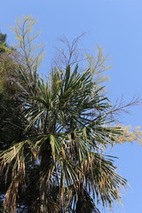 Sabal mauritiiformis