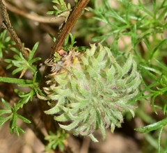 Rhopalomyia tubifex