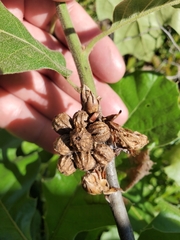 Andricus quercusformosus