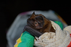 Nyctalus lasiopterus