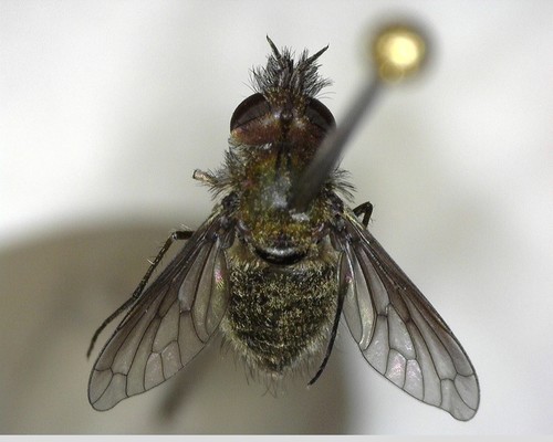 iNaturalist observation photo of Conophorus