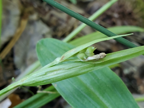 Image of Carex kraliana by (c) Tom Field, some rights reserved (CC BY)