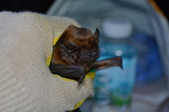 Nyctalus lasiopterus