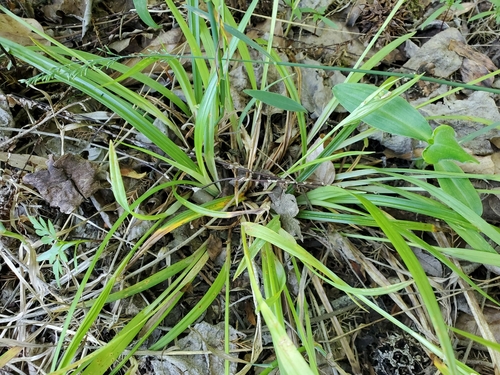 Image of Carex kraliana by (c) Tom Field, some rights reserved (CC BY)