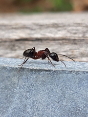 Camponotus ligniperda
