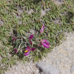 Rhinotropis subspinosa