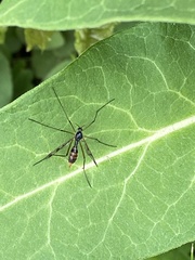 Ptychoptera contaminata