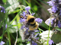 Bombus borealis image
