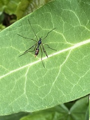 Ptychoptera contaminata