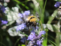 Bombus borealis image