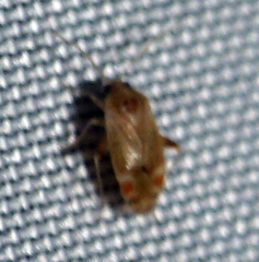 Hamatophylus guttulosus