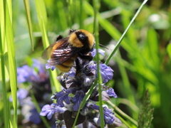 Bombus borealis image