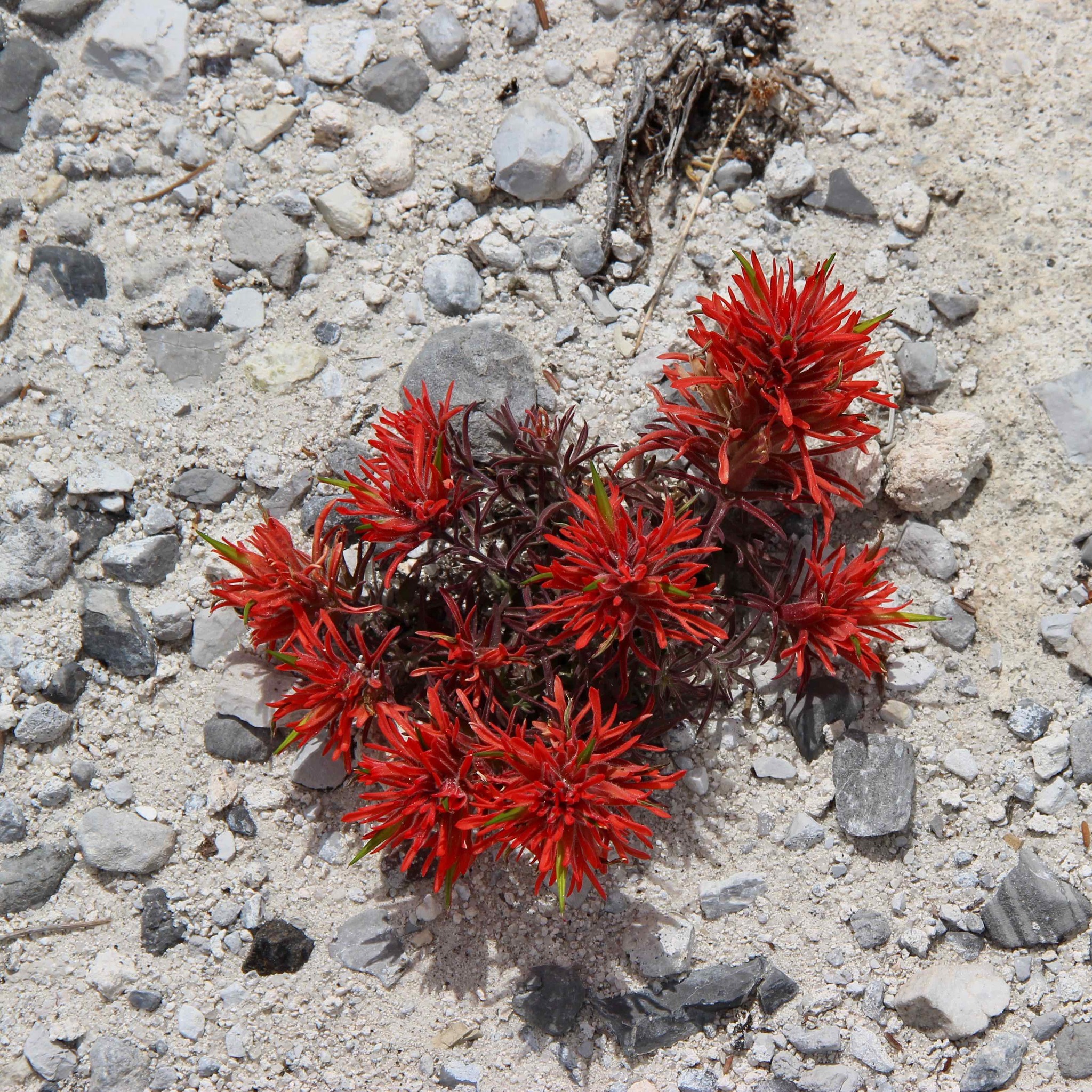 Castilleja scabrida