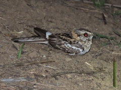 Hydropsalis cayennensis