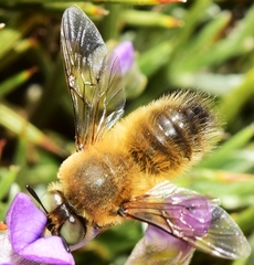 Melitturga caudata