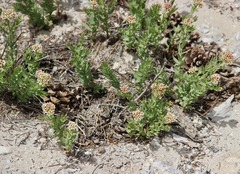 Comandra umbellata pallida